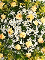Coroa 02