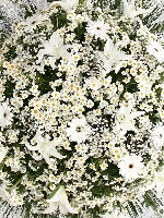 Coroa 03