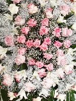 Coroa 05
